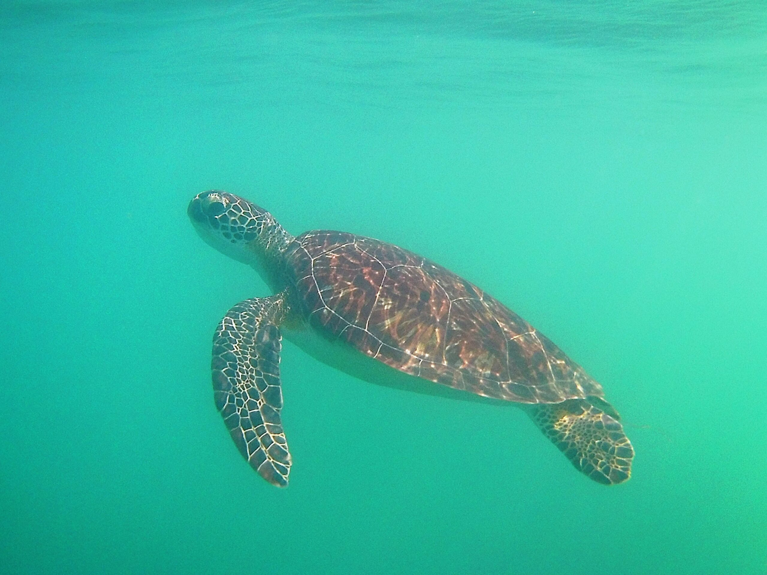 tartaruga lampedusa